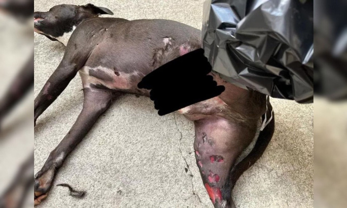 Horreur : Justice pour Tsuki, chien torturé et mutilé !