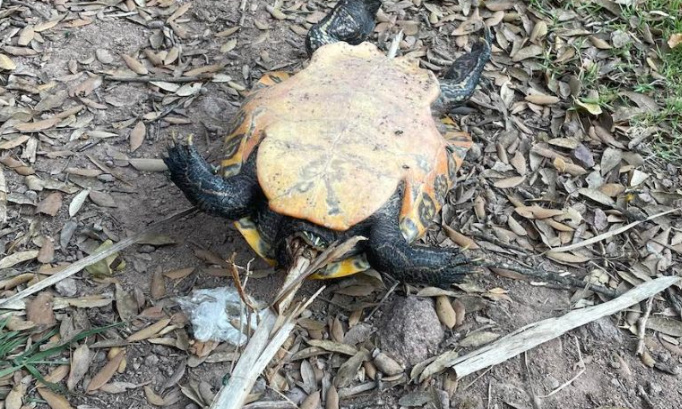 Torture : Justice pour les tortues retrouvées empalées !