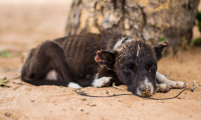 Justice pour les 15 chiens attachés en plein soleil !