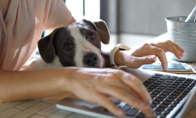 Stop aux dons d'animaux vivants sur Leboncoin !