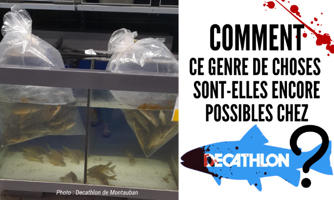 Pêche au vif : Comment ce genre de choses sont-elles encore possibles chez Decathlon ?