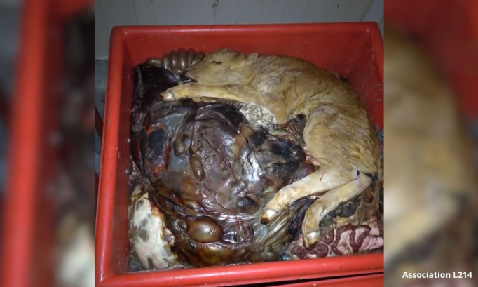 Urgence : pour la fermeture immédiate de l'abattoir auteur de maltraitance animale !