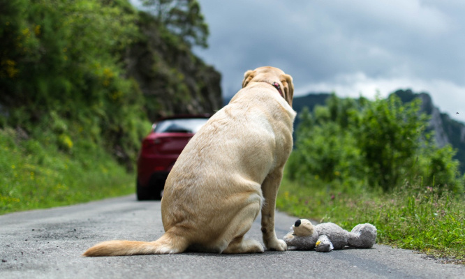 Explosion des abandons en 2023 : ça suffit !