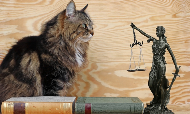 Pour la création d'un fichier national des maltraitances sur les animaux de compagnie !