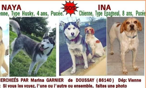 Stop aux vols de nos compagnons à 4 pattes !