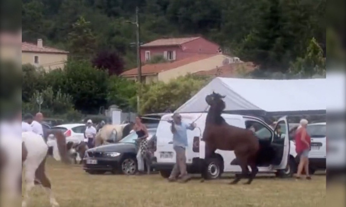 Justice pour la pauvre pouliche frappée à coups de bâton !