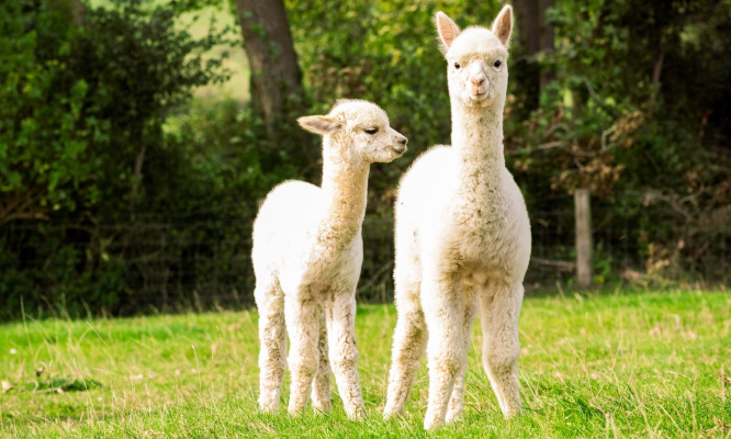 Mort d’un alpaga  agonisant : pour des mesures de protection dans le parc du Château à Epinal !