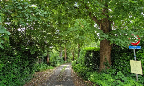 Non à l'abattage de 45 érables centenaires avenue Hector Steyaert !