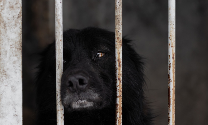 Une lourde peine pour le propriétaire du chien abandonné dans une cave !