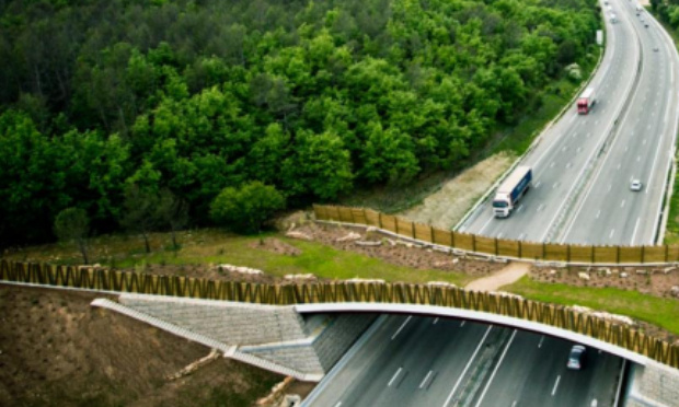 Pour la création de corridors végétalités sur nos routes pour la faune sauvage !