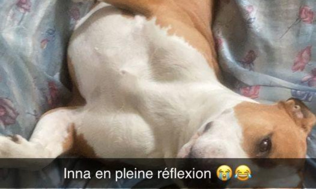 Stop au trafic de chiens sur la commune de Brive et pour la refonte de sa SPA
