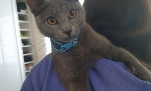 Justice pour mon chaton écrasé : pour l'installation de ralentisseurs à Mitry-Mory !