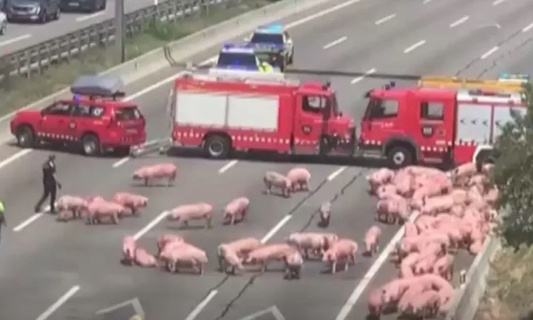 Pour une sensibilisation au bien-être des animaux destinés à l'abattage !