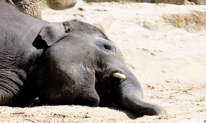 Finissons-en avec la chasse aux trophées !