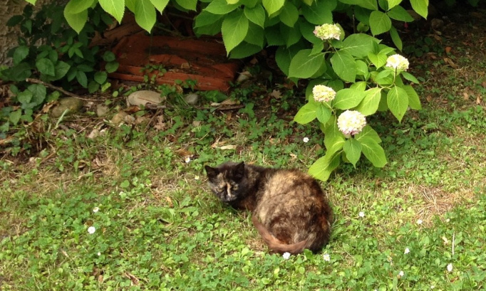 Pour une loi rendant obligatoire la stérilisation pour éviter la prolifération et la misère des chats errants !
