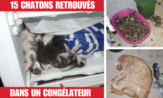 Justice pour ces 15 chatons mis au congélateur !