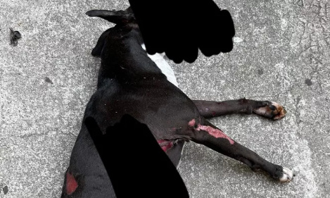 Justice pour le chien Tsuki, âgé de six ans, brûlé par acide et torturé !