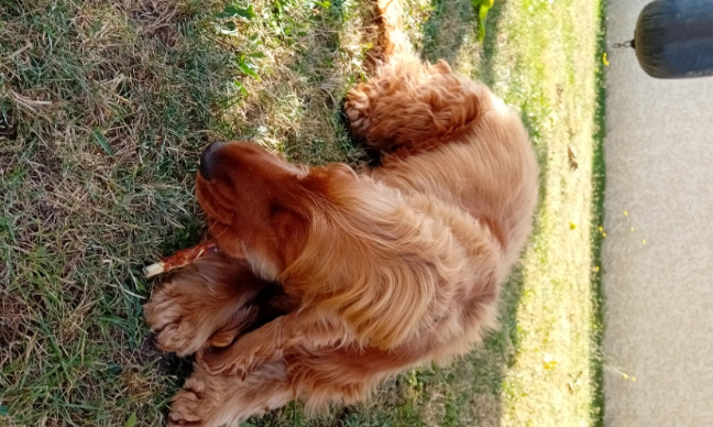 Pour la baisse du prix des croquettes et des soins vétérinaires pour éviter les abandons !