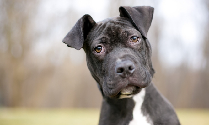 Horreur : stop à la négligence animale ! Justice pour ce pauvre chien !