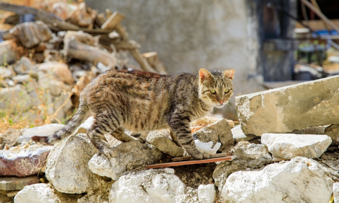 Urgence pour les animaux à Hawaï !