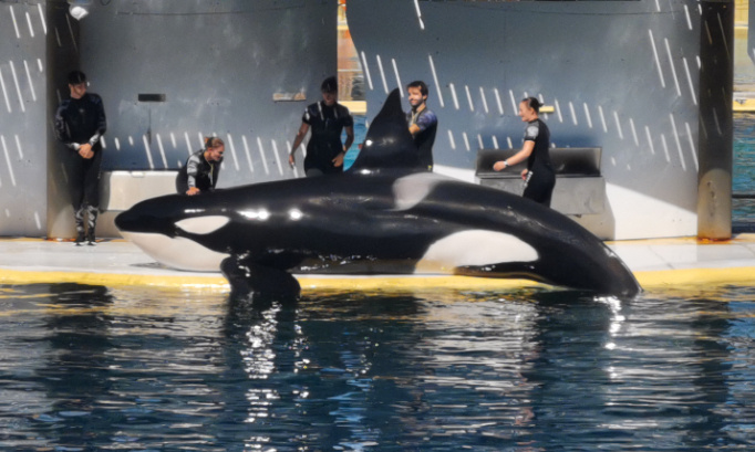Pour garder nos orques au marineland d antibes non au transfert au Japon