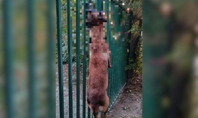 Justice pour le chien retrouvé pendu à la clôture d'un lycée !