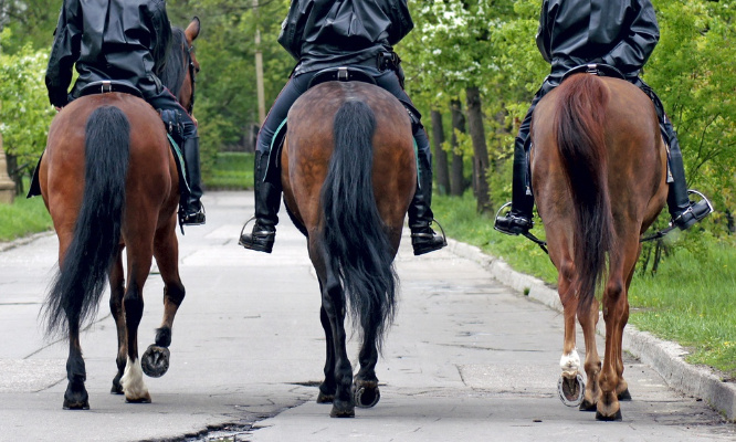 Pour une lourde peine pour le voleur ayant poignardé un cheval !