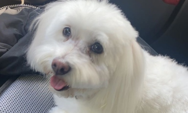 Responsabilisons, formons et instruisons les propriétaires de chiens