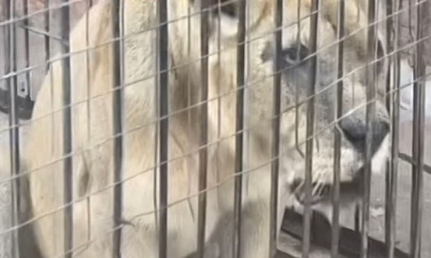 Aider les lions du zoo d’Algérie qui sont très mal en point !