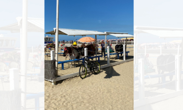 Stop aux promenades à poney en pleine chaleur !