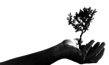 Libérer les arbres des villes de leur carcan de bitume qui les condamne à MORT