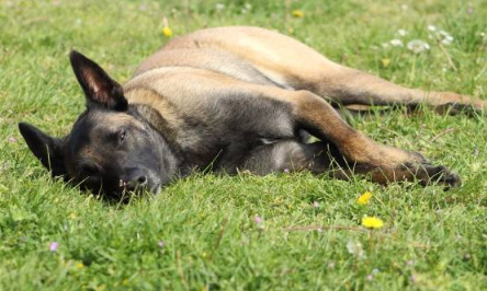 Que les juges rendent réellement justice aux animaux maltraités !