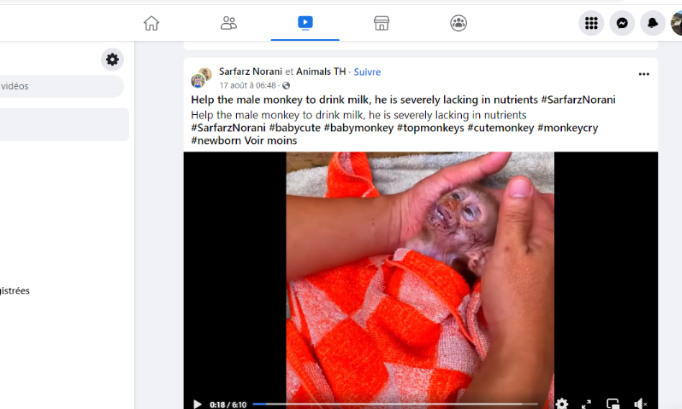 Stop &agrave; la torture des petits singes sur Facebook