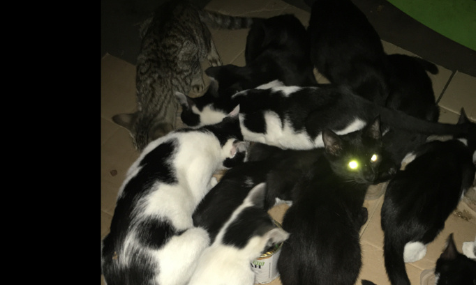 Stérilisation des chats errants Croix Rousse !