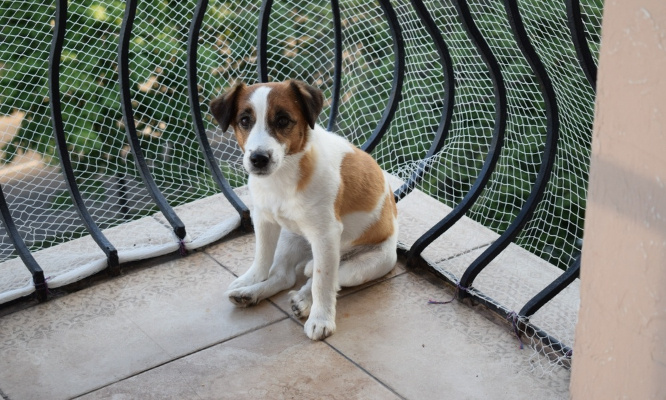 Chien abandonné en pleine chaleur sur une terrasse : luttons contre l'abandon des animaux !