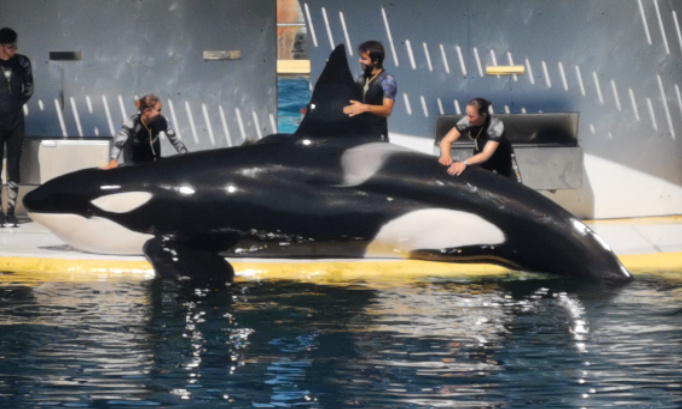 P&eacute;tition urgente pour la reproduction des orques et otaries et dauphins au marineland d antibes