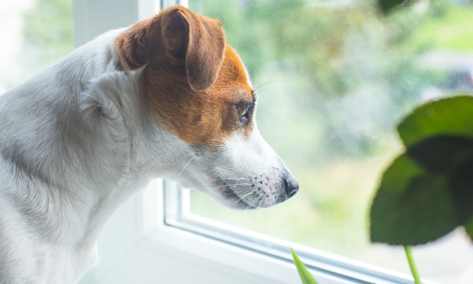 Cruauté animale : une peine exemplaire pour les propriétaires des 27 animaux entassés dans 45 mètres carrés !