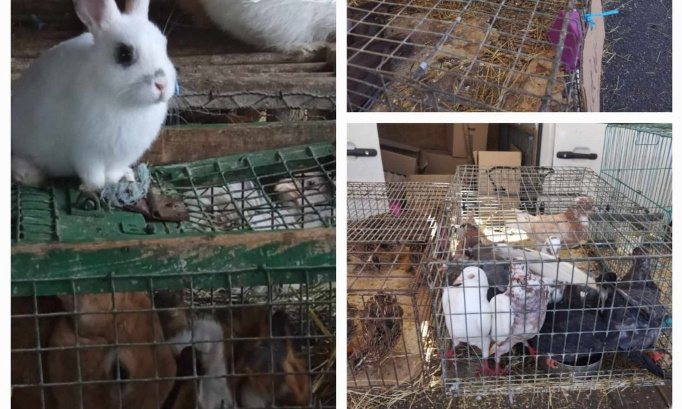 Stop aux ventes d'animaux sur les marchés