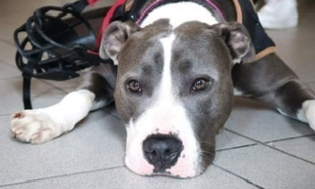 Iron - Non à son euthanasie !