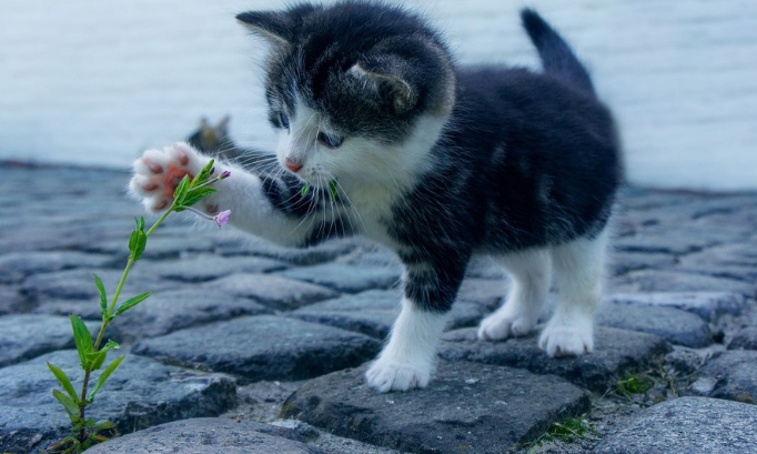 Baisse de la TVA sur la nourriture animale