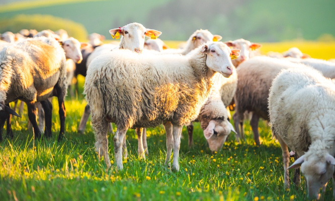 Horreur : Maltraitance sur des chiens et des moutons ! Pour une peine lourde !