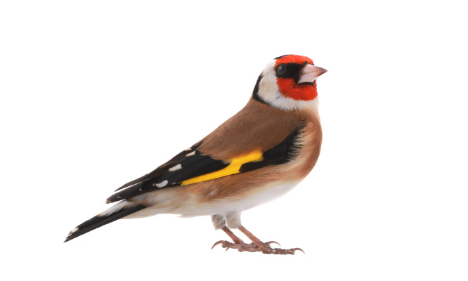 Pour le Durcissement des Lois sur le Trafic d'Animaux Sauvages !