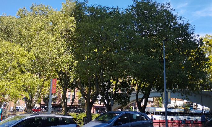 NOUS DEMANDONS LA CONSERVATION DES 12 MICOCOULIERS allées des Soupirs Toulouse. N