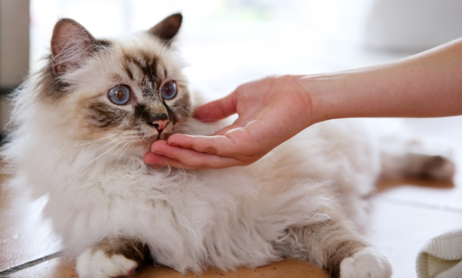 Justice pour la chatte Dayana : victime de tirs à la carabine !