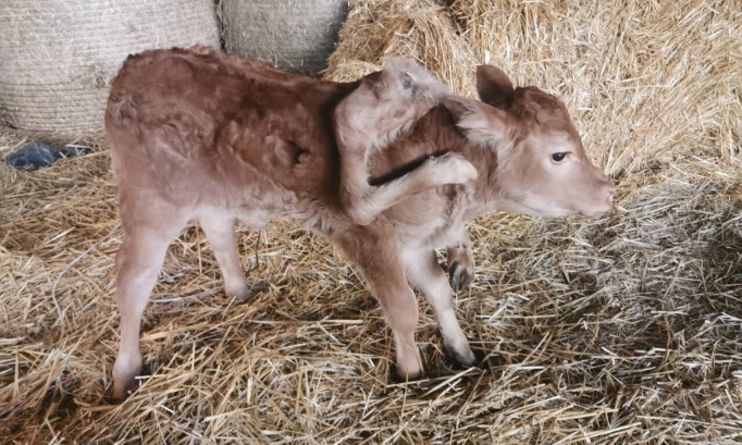 Il faut sauver d'urgence le veau à 6 pattes de l'abattoir !