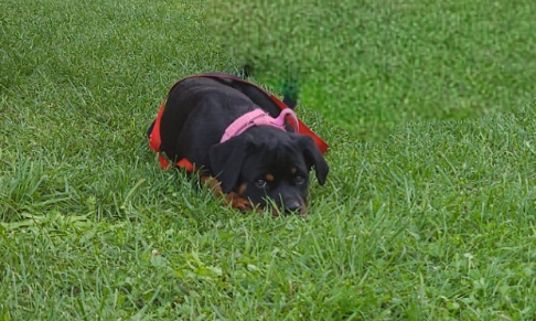 Pour la décatégorisation du Rottweiler