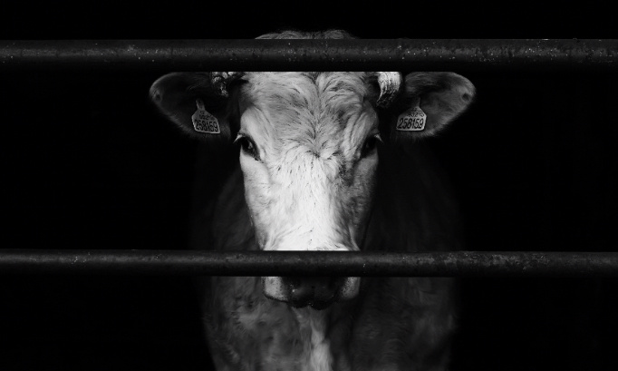 Justice pour la vache violée par un homme