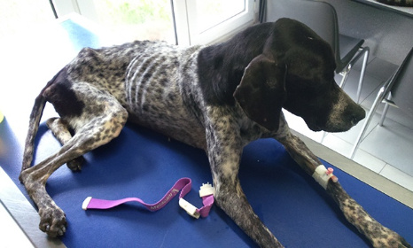 Non à la révocation d’Alain Lambert de la Société Protectrice des Animaux pour la divulgation de l’affaire de la Maison SPA d’Ajaccio !