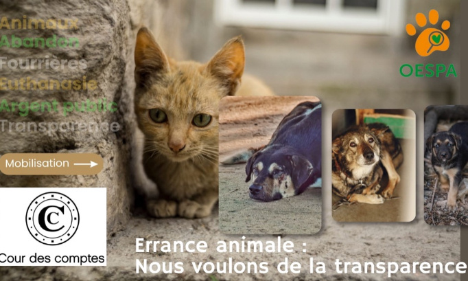 Errance animale dans les DOM-TOM : nous voulons de la TRANSPARENCE !