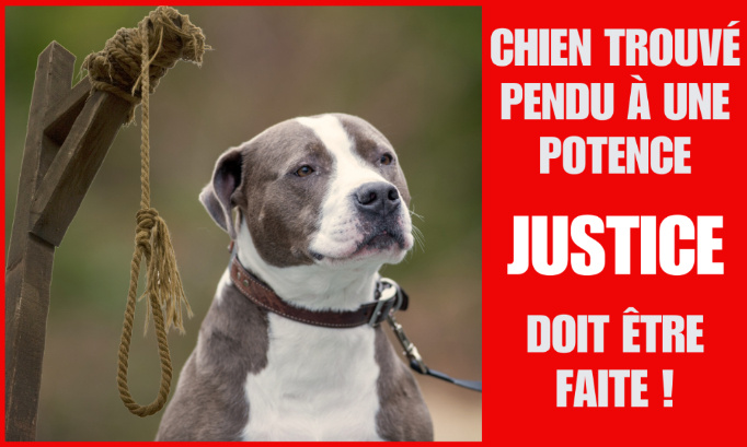 Justice pour ce chien retrouvé pendu à une potence !